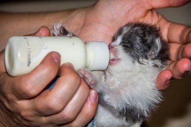 Küçük bir kedi yavrusu sütle ya da özel bir karışımla beslenir.