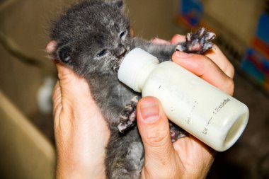 Küçük bir kedi yavrusu sütle ya da özel bir karışımla beslenir.