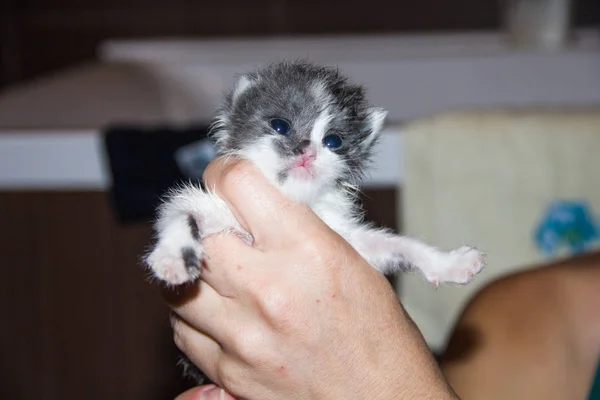 Little Black White Kitten Hands — Stock Photo, Image