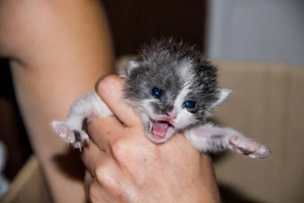 Little Black White Kitten Hands — Stock Photo, Image