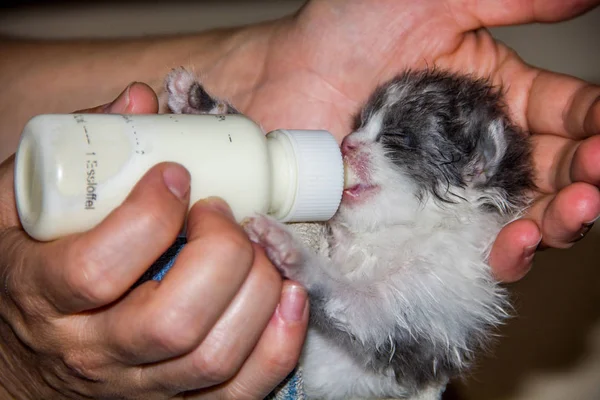 Small Kitten Fed Bottle Milk Special Mixture — Stock Photo, Image