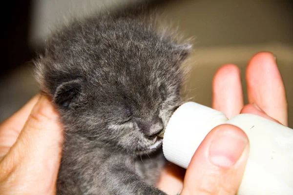 Small Kitten Fed Bottle Milk Special Mixture — Stock Photo, Image