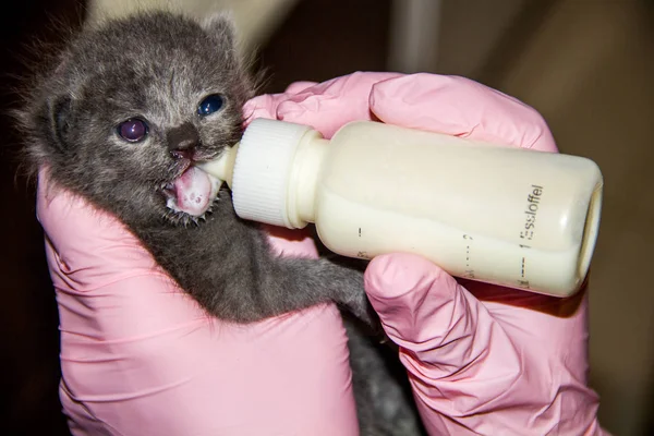 Small Kitten Fed Bottle Milk Special Mixture — Stock Photo, Image