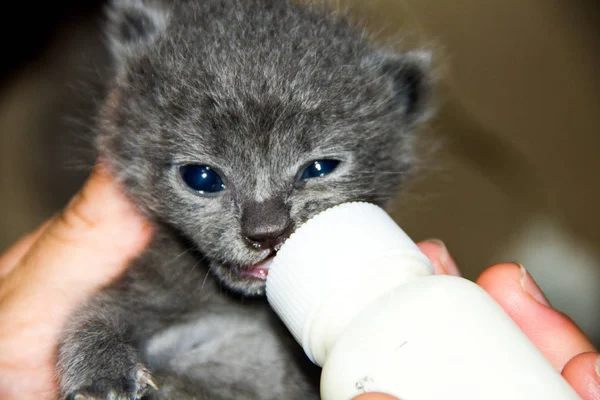 Small Kitten Fed Bottle Milk Special Mixture — Stock Photo, Image