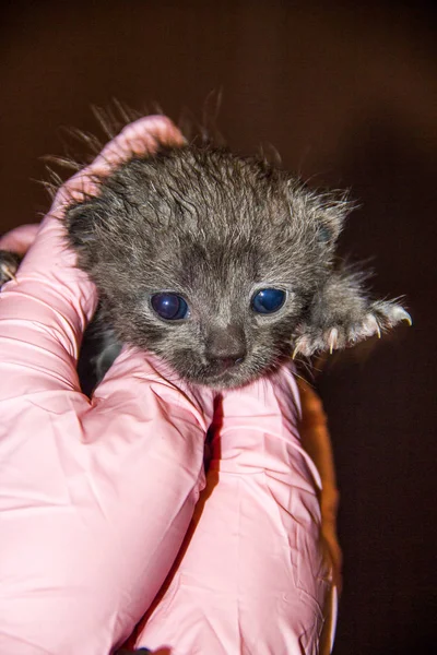Little Kitten Hands Pink Gloves — Stock Photo, Image