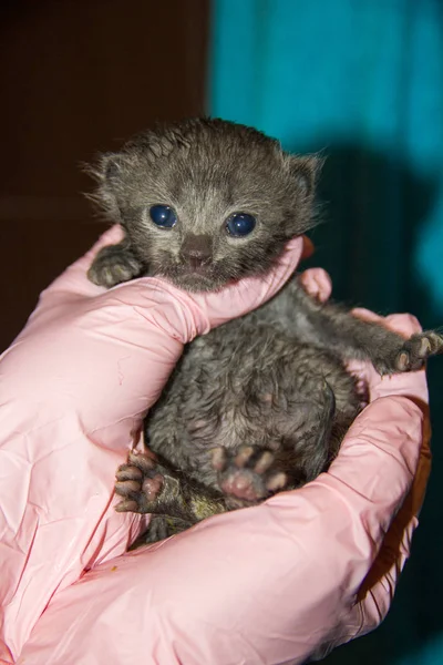 Little Kitten Hands Pink Gloves — Stock Photo, Image