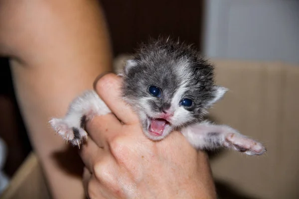 Petit Chaton Noir Et Blanc Dans Les Mains Gris Visage Stock Photo Petit Chaton Noir Et Blanc Dans Les Mains Gris Visage Stock Photo