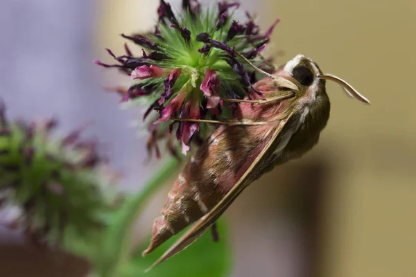 Belle Chouette Papillon Brun Rouge Dans Grand Détail — Photo