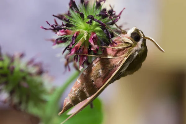 Beautiful Brown Red Owlet Moth Big Detail — Stock Photo, Image