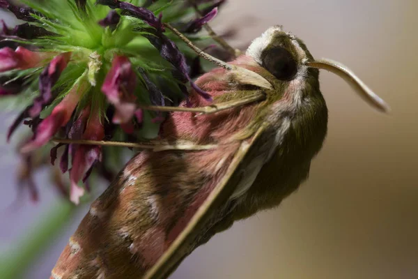 Beautiful Brown Red Owlet Moth Big Detail — Stock Photo, Image