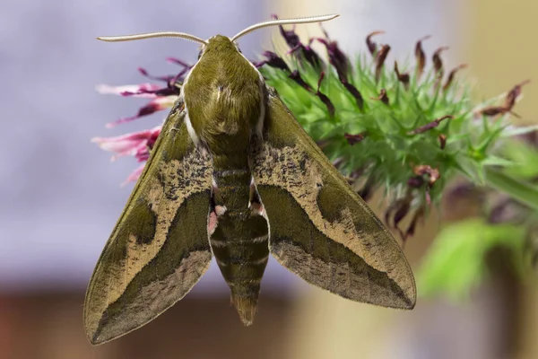 Belle Chouette Papillon Brun Rouge Dans Grand Détail — Photo