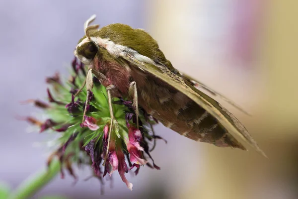 Belle Chouette Papillon Brun Rouge Dans Grand Détail — Photo