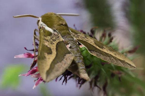 Beautiful Brown Red Owlet Moth Big Detail — Stock Photo, Image