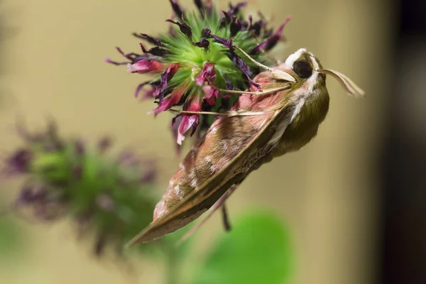 Beautiful Brown Red Owlet Moth Big Detail — Stock Photo, Image