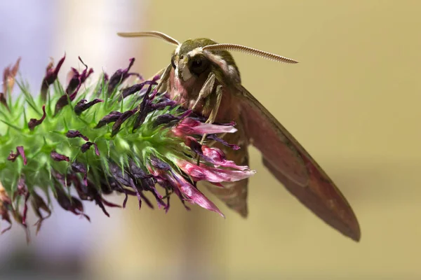 Beautiful Brown Red Owlet Moth Big Detail — Stock Photo, Image