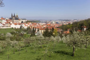 Doğa ve çiçekli ağaçlar, Çek Cumhuriyeti Prag şehir bahar yeşil ile görüntüleyin