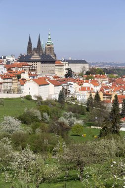 Doğa ve çiçekli ağaçlar, Çek Cumhuriyeti Prag şehir bahar yeşil ile görüntüleyin