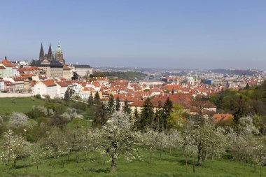 Doğa ve çiçekli ağaçlar, Çek Cumhuriyeti Prag şehir bahar yeşil ile görüntüleyin