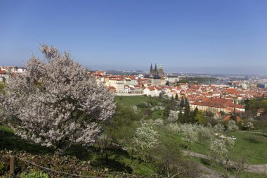 Doğa ve çiçekli ağaçlar, Çek Cumhuriyeti Prag şehir bahar yeşil ile görüntüleyin