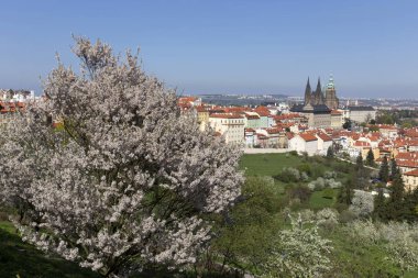 Doğa ve çiçekli ağaçlar, Çek Cumhuriyeti Prag şehir bahar yeşil ile görüntüleyin