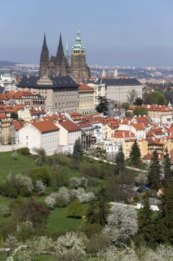 Doğa ve çiçekli ağaçlar, Çek Cumhuriyeti Prag şehir bahar yeşil ile görüntüleyin