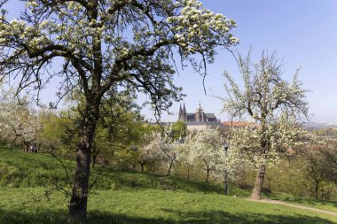Doğa ve çiçekli ağaçlar, Çek Cumhuriyeti Prag şehir bahar yeşil ile görüntüleyin