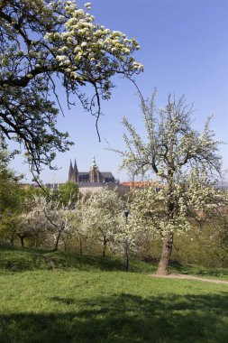 Doğa ve çiçekli ağaçlar, Çek Cumhuriyeti Prag şehir bahar yeşil ile görüntüleyin