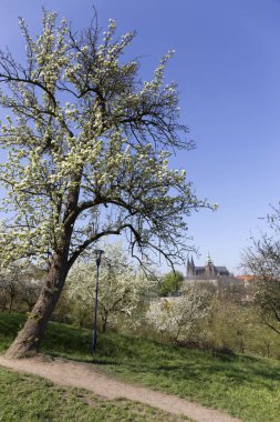 Doğa ve çiçekli ağaçlar, Çek Cumhuriyeti Prag şehir bahar yeşil ile görüntüleyin