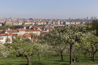 Doğa ve çiçekli ağaçlar, Çek Cumhuriyeti Prag şehir bahar yeşil ile görüntüleyin