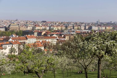 Doğa ve çiçekli ağaçlar, Çek Cumhuriyeti Prag şehir bahar yeşil ile görüntüleyin