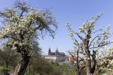 Doğa ve çiçekli ağaçlar, Çek Cumhuriyeti Prag şehir bahar yeşil ile görüntüleyin