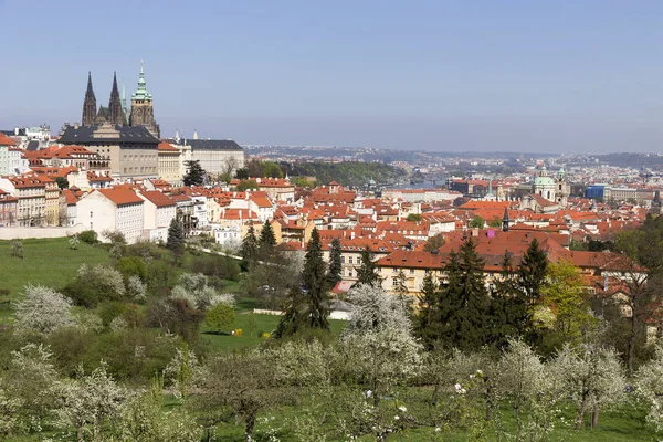 Zobacz Wiosnę Praga Zielonym Natura Kwitnących Drzew Republika Czeska — Zdjęcie stockowe