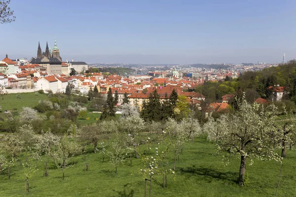 Doğa ve çiçekli ağaçlar, Çek Cumhuriyeti Prag şehir bahar yeşil ile görüntüleyin