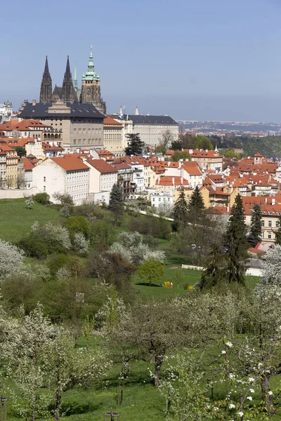Doğa ve çiçekli ağaçlar, Çek Cumhuriyeti Prag şehir bahar yeşil ile görüntüleyin