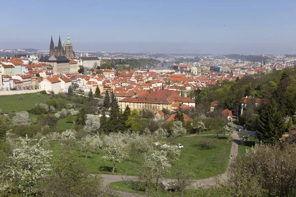 Doğa ve çiçekli ağaçlar, Çek Cumhuriyeti Prag şehir bahar yeşil ile görüntüleyin
