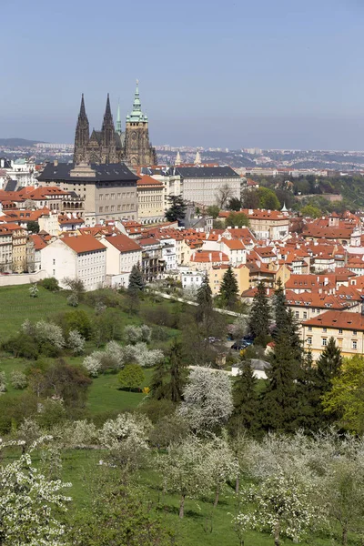 Vista Sobre Primavera Praga Cidade Com Verde Natureza Árvores Floridas — Fotografia de Stock