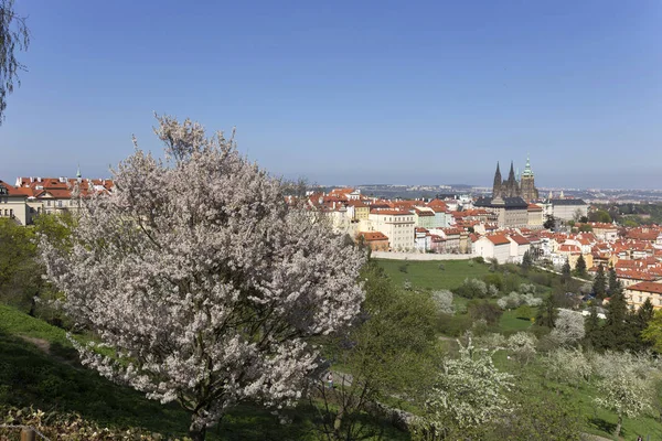 Doğa ve çiçekli ağaçlar, Çek Cumhuriyeti Prag şehir bahar yeşil ile görüntüleyin