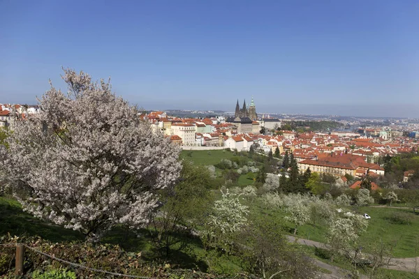 Doğa ve çiçekli ağaçlar, Çek Cumhuriyeti Prag şehir bahar yeşil ile görüntüleyin