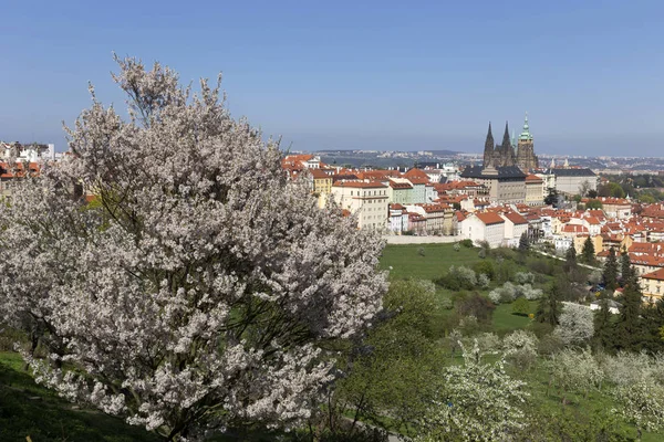 Doğa ve çiçekli ağaçlar, Çek Cumhuriyeti Prag şehir bahar yeşil ile görüntüleyin