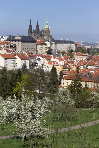 Doğa ve çiçekli ağaçlar, Çek Cumhuriyeti Prag şehir bahar yeşil ile görüntüleyin