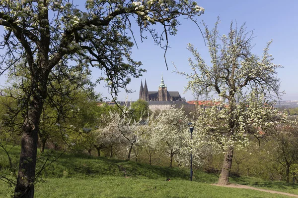 Zobrazit Jaře Prague City Zelené Přírody Kvetoucích Stromů Česká Republika — Stock fotografie
