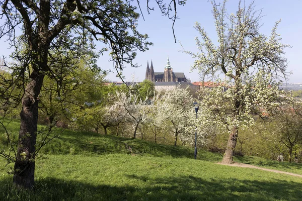 Zobrazit Jaře Prague City Zelené Přírody Kvetoucích Stromů Česká Republika — Stock fotografie