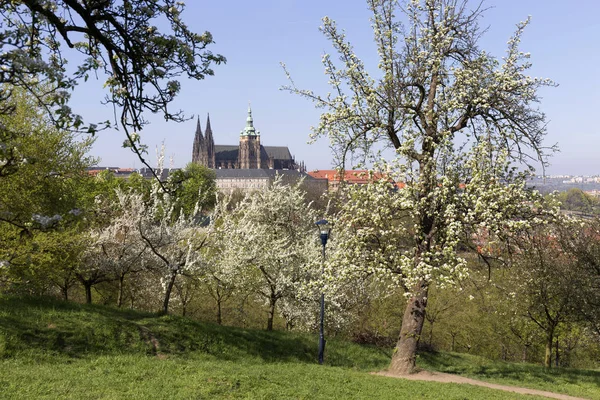 Doğa ve çiçekli ağaçlar, Çek Cumhuriyeti Prag şehir bahar yeşil ile görüntüleyin