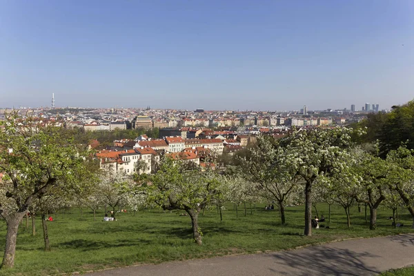 Doğa ve çiçekli ağaçlar, Çek Cumhuriyeti Prag şehir bahar yeşil ile görüntüleyin