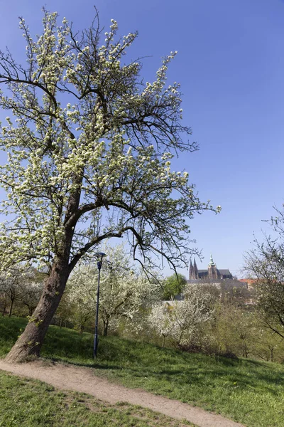 Doğa ve çiçekli ağaçlar, Çek Cumhuriyeti Prag şehir bahar yeşil ile görüntüleyin