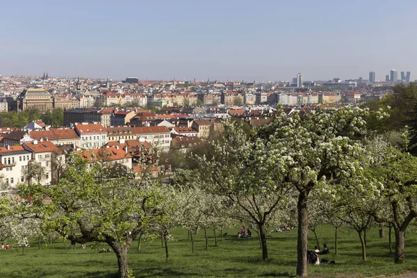 Doğa ve çiçekli ağaçlar, Çek Cumhuriyeti Prag şehir bahar yeşil ile görüntüleyin