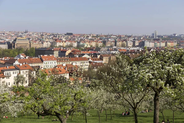 Doğa ve çiçekli ağaçlar, Çek Cumhuriyeti Prag şehir bahar yeşil ile görüntüleyin