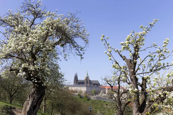 Doğa ve çiçekli ağaçlar, Çek Cumhuriyeti Prag şehir bahar yeşil ile görüntüleyin