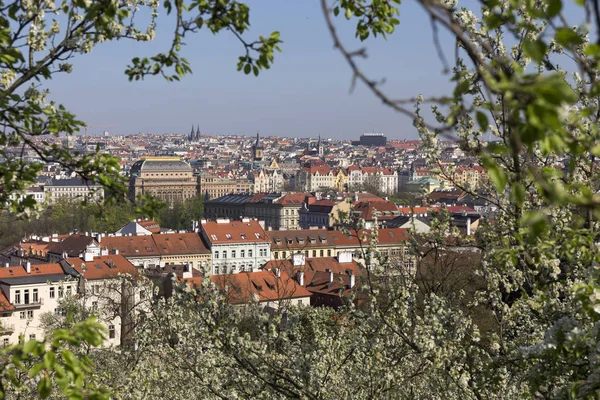 Näkymä Kevääseen Praha Kaupunki Vihreä Luonto Kukkivat Puut Tsekin Tasavalta — kuvapankkivalokuva