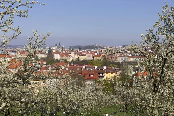 Doğa ve çiçekli ağaçlar, Çek Cumhuriyeti Prag şehir bahar yeşil ile görüntüleyin